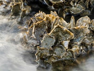 Closeup of an oyster reef at low tide.