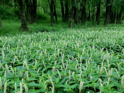Lizard tail plants blooming in a forest.