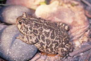 Amargosa toad laying on rocks.