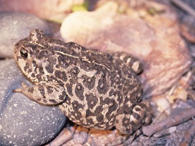 Amargosa toad laying on rocks.
