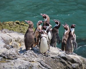 Group of humboldt penguins on the edge of a rocky shore.