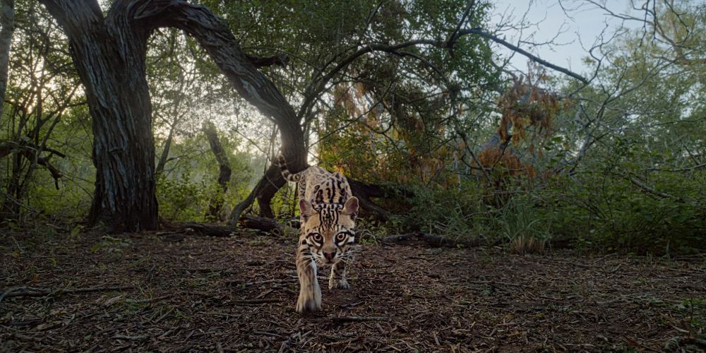 An ocelot stalking towards a trail camera.