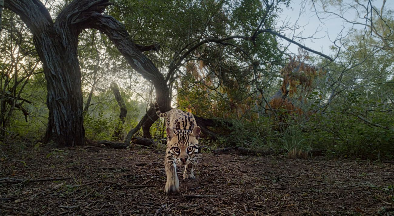Ocelot walking towards camera.