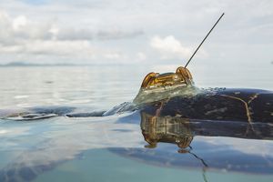 A tagged sea turtle breaks the surface of calm waters.