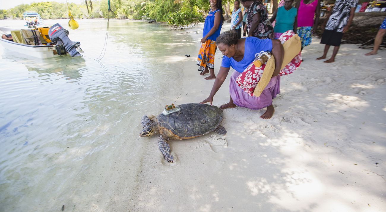 A woman reaching down towards a turtle on a beach.