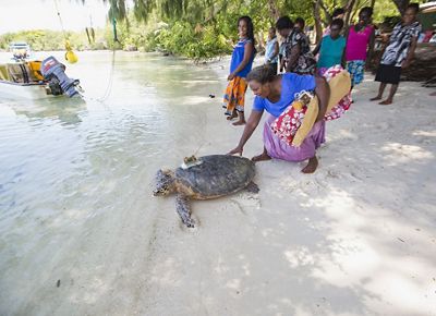 Several people gather on a beach to release a large sea turtle.