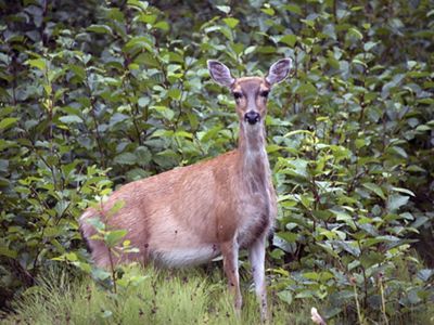 Sitka deer standing in forest.