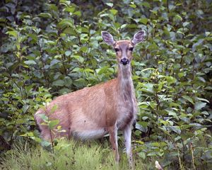 Sitka blacktailed deer standing in forest.