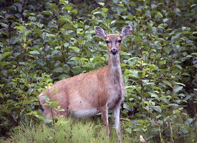A female deer stands in green bushes and looks at the camera.