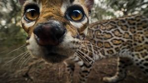 Close up of ocelot's face as it looks at the camera.