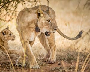 A collared lioness and her cub rest in the shrubs.