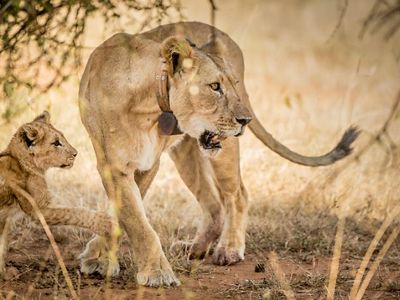 Narok, a collared lioness, and her young cub rest in the shrubby grasslands.