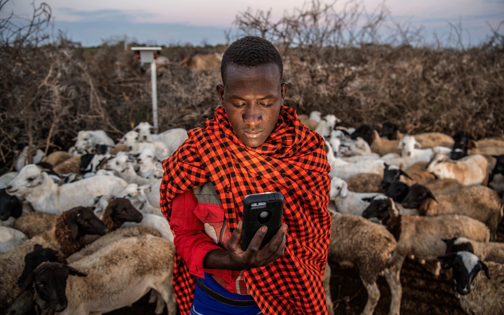 herder looks at cell phone 