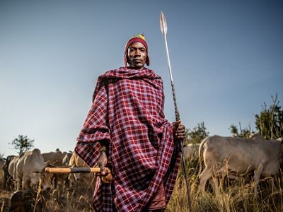 Loyanae Lonolngiro herds livestock outside a boma (enclosure).