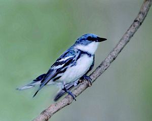A cerulean warbler perches on a branch