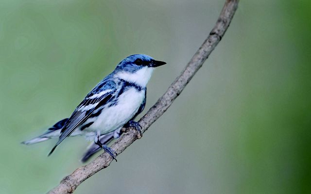 cerulean warbler