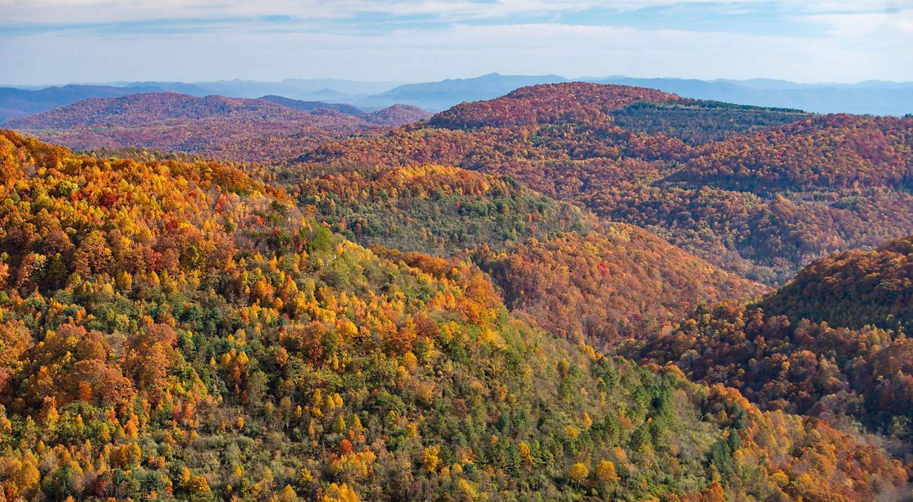The Kentucky section of the Cumberland Forest