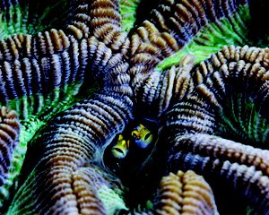 Fish peer out of a coral reef