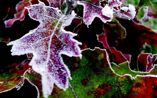Red Oak Leaves
