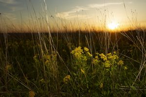 Yellow wildflowers in field during sunset.