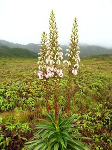 This striking plant features large, showy flower spikes with purplish-white, curved flowers that attract native birds and insects.