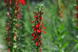 Long green stem with red flowers emerging from it.