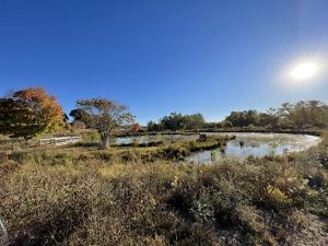 A fishing pond winds through a marshy landscape at the entrance of Logan Springs Preserve.