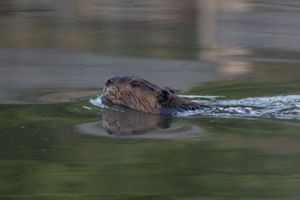 A beaver sticks its head above water as it swims in a pond at Logan Springs Preserve.