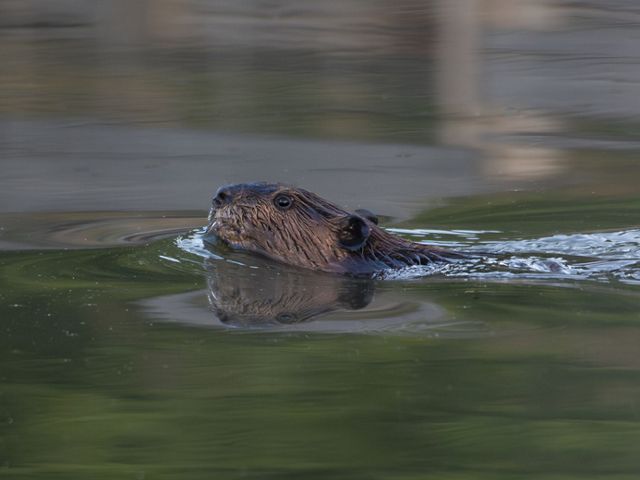 A beaver sticks its head above water as it swims in a pond at Logan Springs Preserve.