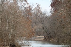 Several bald eagles sit on branches in trees over a creek at Logan Springs Preserve.