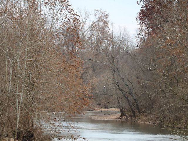 Several bald eagles sit on branches in trees over a creek at Logan Springs Preserve.