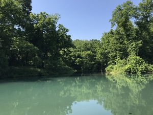A green pond with a forest at its edge at Logan Springs Preserve.