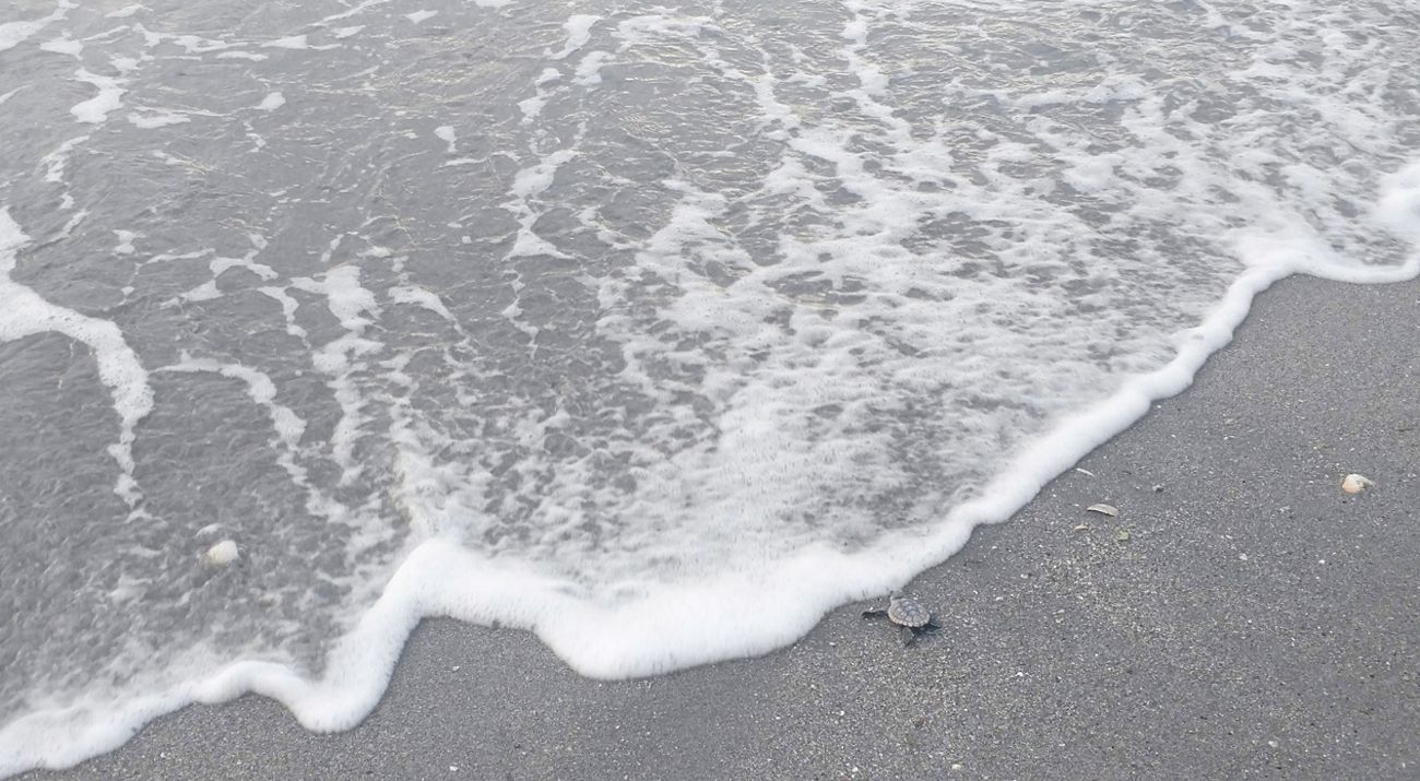 Loggerhead hatchling crawls on a sandy beach at the water's edge to return to the sea.