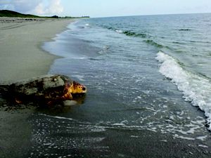 Nesting loggerhead sea turtle returning to the ocean at Florida's Blowing Rocks Preserve. 