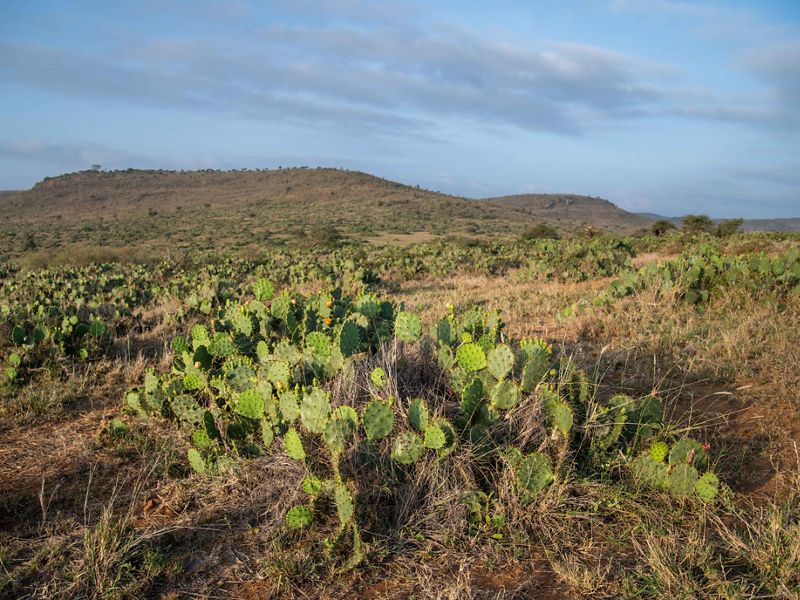 cactus in an open landscape