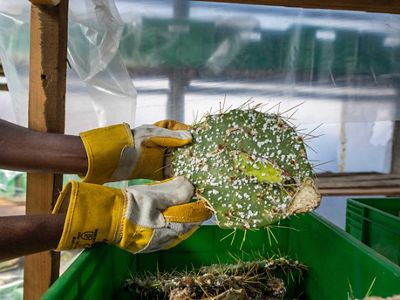 Cochineal insects are being deployed to feed on the cactus’ moisture and nutrients, thereby killing the plant—and only this plant.