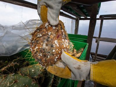A cochineal infected cactus cladode that will be placed on thriving invasive prickly pear within Loisaba Conservancy.