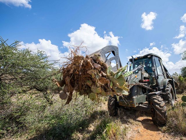 One of the more successful methods of eradicating the invasive cactuses is by uprooting the plant with a bulldozer.