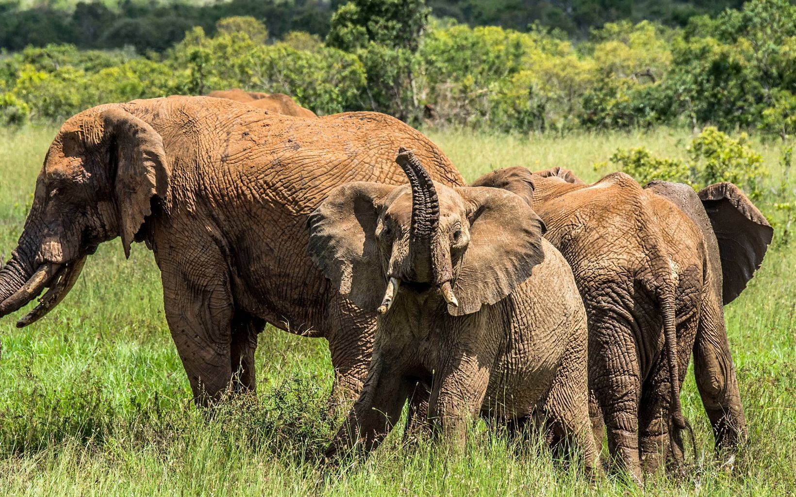 Big Eaters An elephant spends the majority of its day eating—16 hours, to be exact! Elephants are herbivores and can consume up to 300 pounds of food in a single day. © Ami Vitale