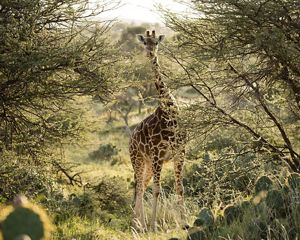 A reticulated giraffe walks between patches of invasive Engelmann prickly pear at Loisaba Conservancy, Kenya.
