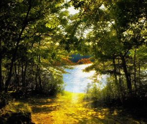 Sunlight reflects off of a pond viewed through a clearing in trees.