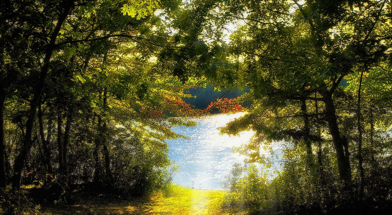 Sunlight reflects off of a pond viewed through a clearing in trees.