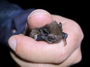 A small gray bat is held in a person's gloved hand.