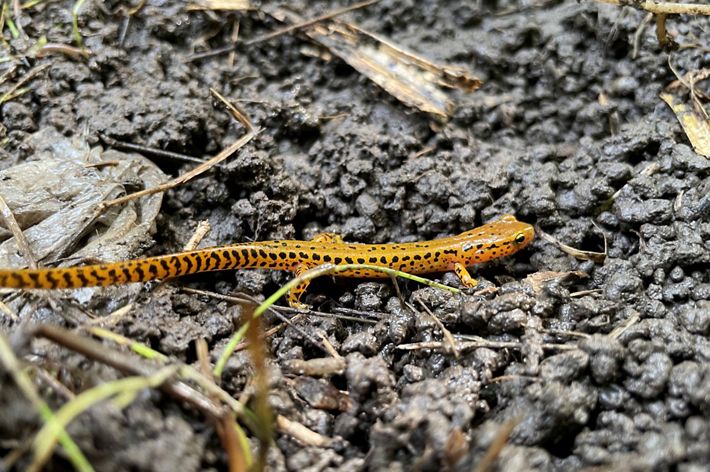 An orange salamander with black spots moves through open muddy ground at Cherry Valley Wildlife Refuge.