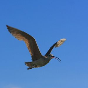 A long-billed curlew flying across a blue sky. 