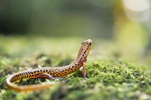 A long-tailed salamander sitting on a mossy rock. 