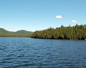 pond surrounded by pine forest