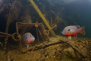 Two orange fish with white stripes.