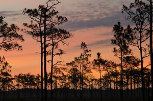 wide view of silhouetted longleaf pines against a colorful sunset