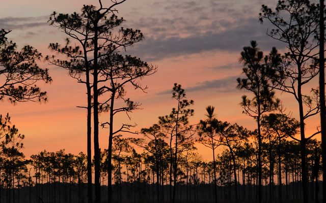 Sandhill Crane – Quest for the Longleaf Pine Ecosystem